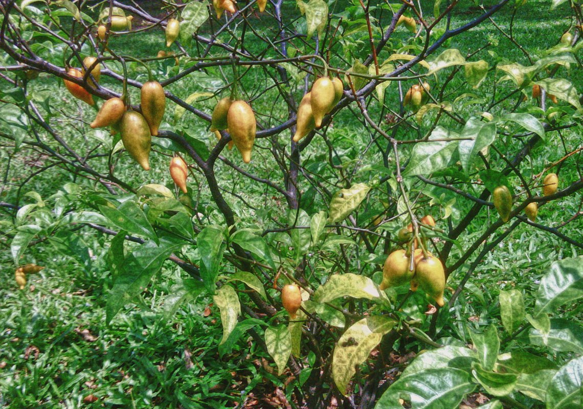 ibogaine